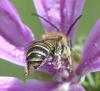 Tetralonia malvae